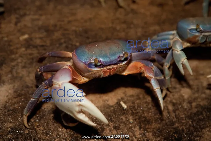 : Blue Crab, served in local restaurants : Blue Crab, served in local restaurants