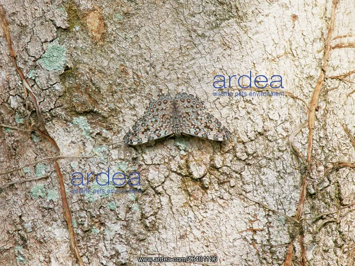 : Blue Cracker Butterfly Hamadryas feronia Atlantic : Blue Cracker Butterfly Hamadryas feronia Atlantic