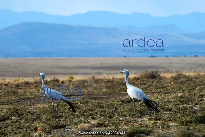  : Blue Crane