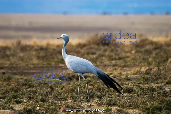 : Blue Crane : Blue Crane