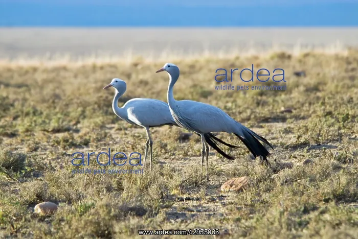 : Blue Crane : Blue Crane
