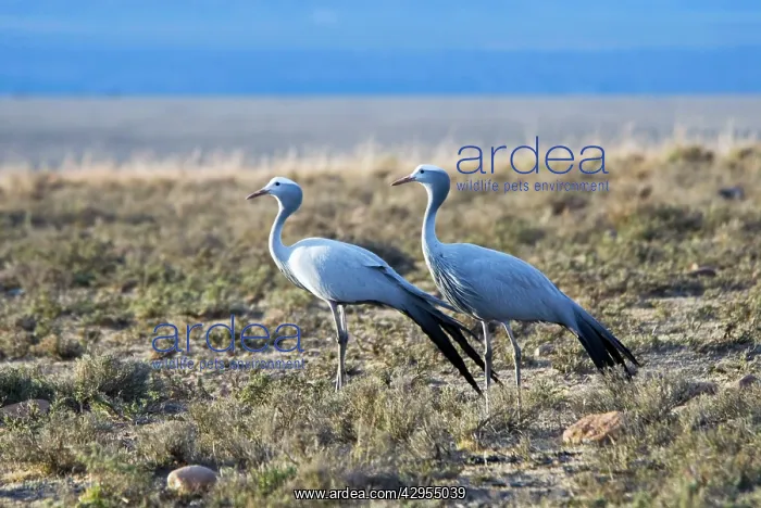 : Blue Crane : Blue Crane