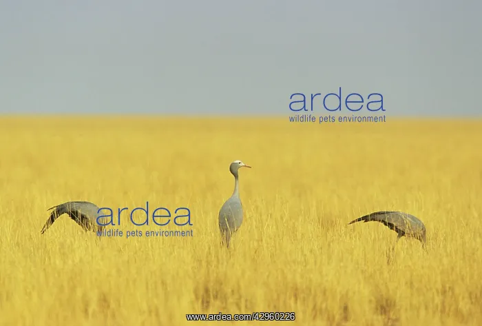 : Blue Crane : Blue Crane