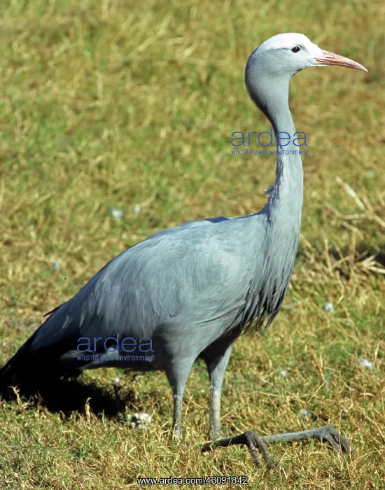: Blue Crane (Anthropoides paradisea) : Blue Crane (Anthropoides paradisea)