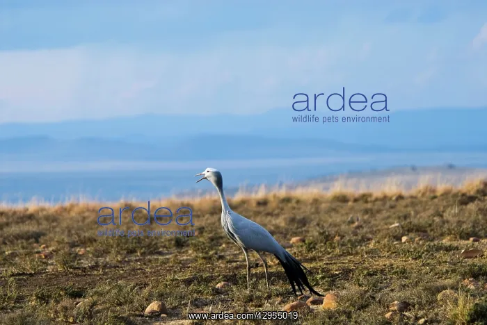 : Blue Crane calling : Blue Crane calling