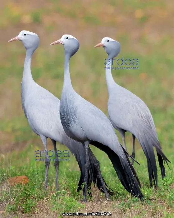 : Blue Crane (Grus paradisea), three adults standing : Blue Crane (Grus paradisea), three adults standing