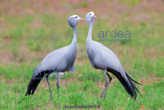 : Blue Crane (Grus paradisea), two adults standing : Blue Crane (Grus paradisea), two adults standing