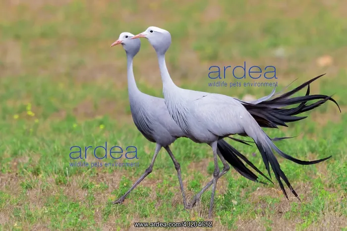 : Blue Crane (Grus paradisea), two adults walking : Blue Crane (Grus paradisea), two adults walking