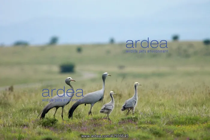 : Blue Cranes with half-grown chicks : Blue Cranes with half-grown chicks