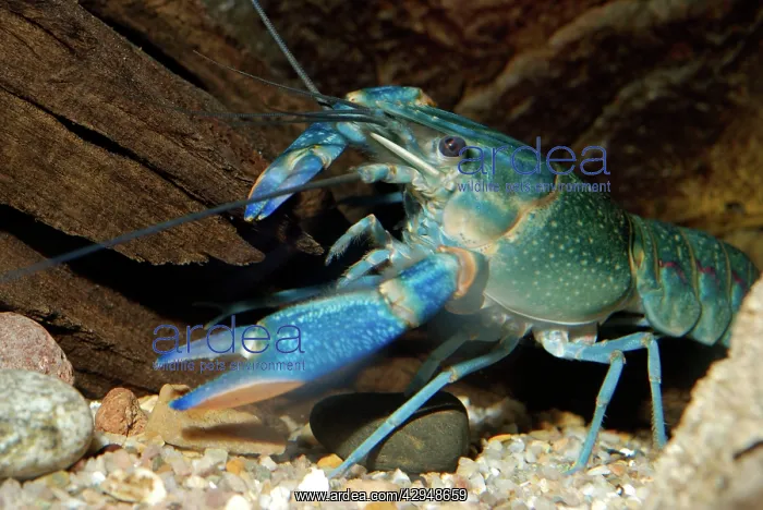 : Blue Crayfish : Blue Crayfish