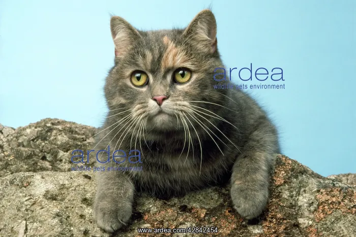 : BLUE CREAM CAT : BLUE CREAM CAT