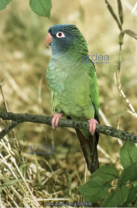 : Blue-crowned Conure : Blue-crowned Conure
