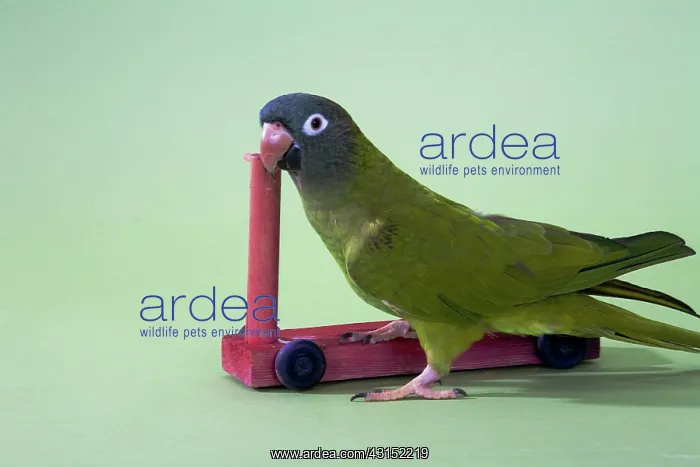 : Blue-crowned Conure Doing A Trick : Blue-crowned Conure Doing A Trick