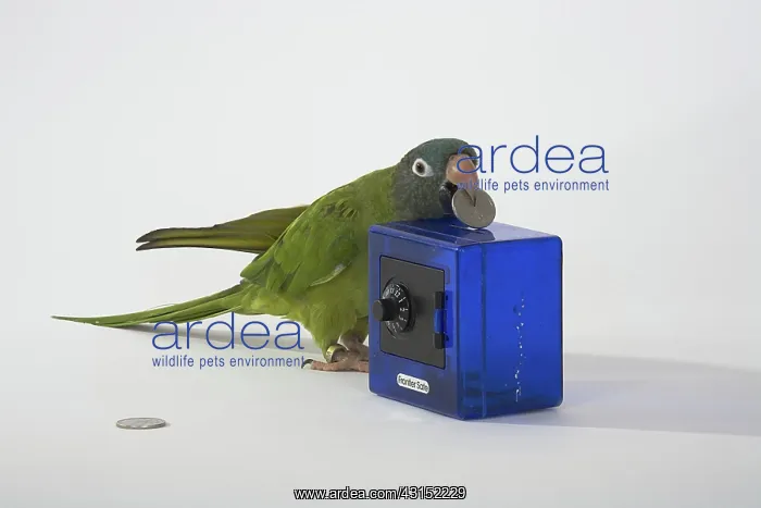 : Blue-crowned Conure Doing A Trick : Blue-crowned Conure Doing A Trick