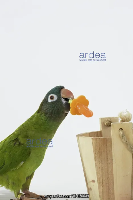 : Blue-crowned Conure Doing a Trick : Blue-crowned Conure Doing a Trick