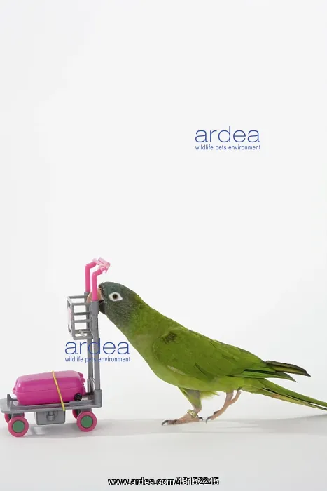 : Blue-crowned Conure Doing a Trick : Blue-crowned Conure Doing a Trick