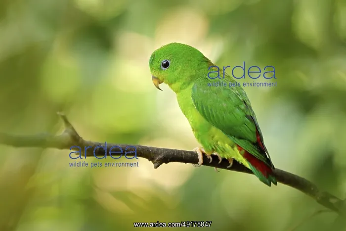 : Blue-crowned hanging parrot, Loriculus galgulus : Blue-crowned hanging parrot, Loriculus galgulus
