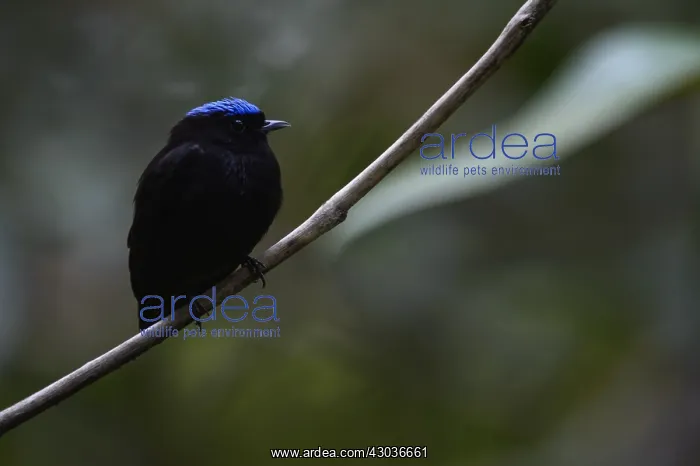 : Blue-crowned Manakin - Blue-crowned Manakin perched : Blue-crowned Manakin - Blue-crowned Manakin perched