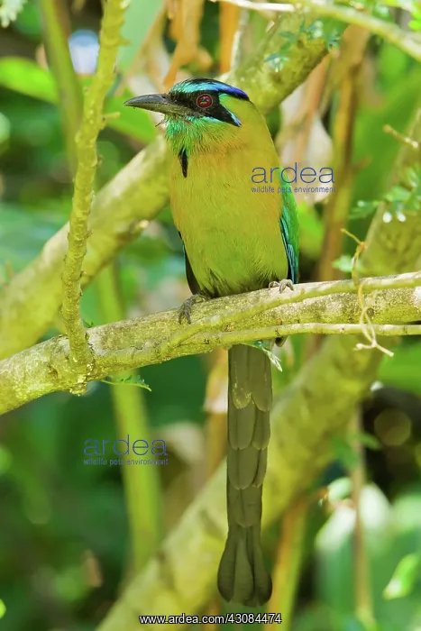 : Blue-crowned Motmot : Blue-crowned Motmot