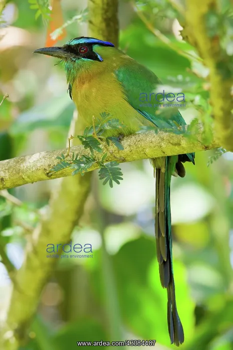 : Blue-crowned Motmot : Blue-crowned Motmot