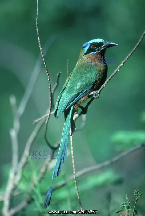 : Blue-Crowned Motmot : Blue-Crowned Motmot