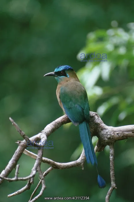 : Blue-Crowned Motmot : Blue-Crowned Motmot