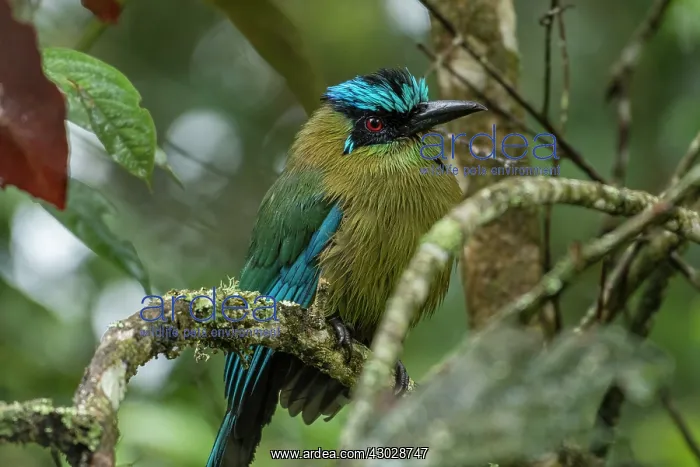 : Blue-crowned Motmot / Andean Motmot, Las Tangaras : Blue-crowned Motmot / Andean Motmot, Las Tangaras