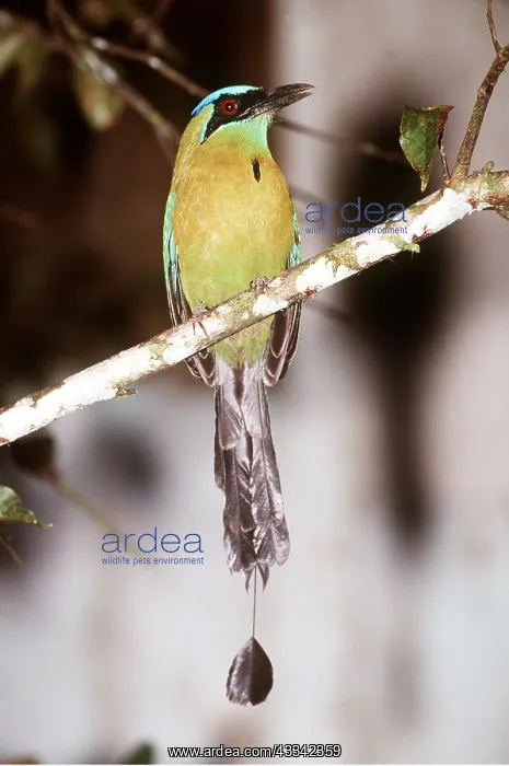 : BLUE-CROWNED MOTMOT BIRD - perched on branch : BLUE-CROWNED MOTMOT BIRD - perched on branch