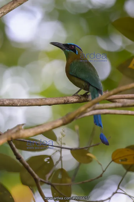 : Blue-crowned Motmot - Blue-crowned Motmot perched : Blue-crowned Motmot - Blue-crowned Motmot perched