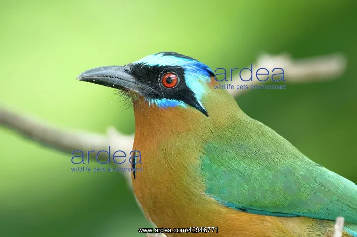 : Blue-crowned Motmot - close up of head and shoulder : Blue-crowned Motmot - close up of head and shoulder