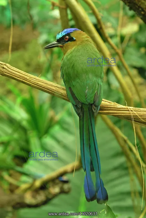 : Blue-crowned Motmot controlled conditions : Blue-crowned Motmot controlled conditions