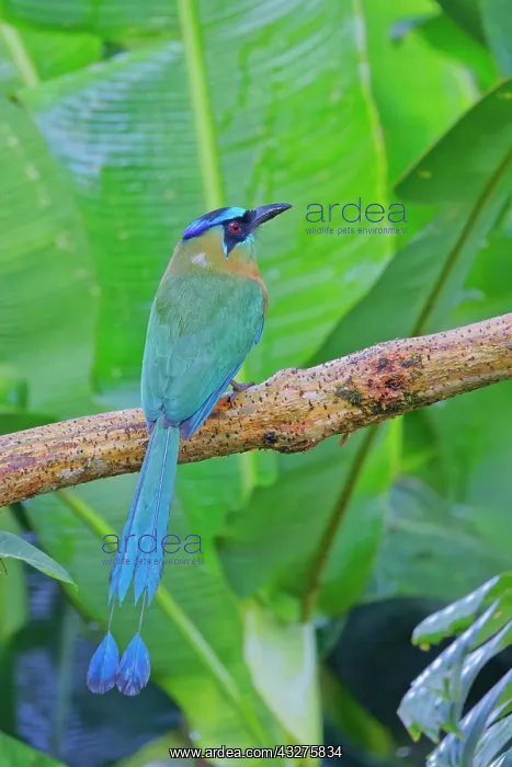  : Blue-crowned Motmot Momotus coeruliceps Cartago Province, Co