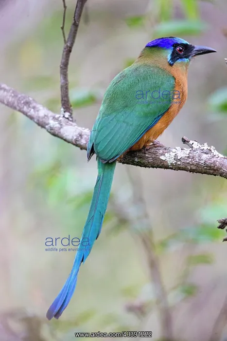 : Blue-crowned motmot (Momotus momota) Pantanal Brazil : Blue-crowned motmot (Momotus momota) Pantanal Brazil