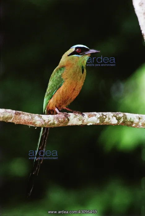 : Blue-crowned Motmot, Panama : Blue-crowned Motmot, Panama