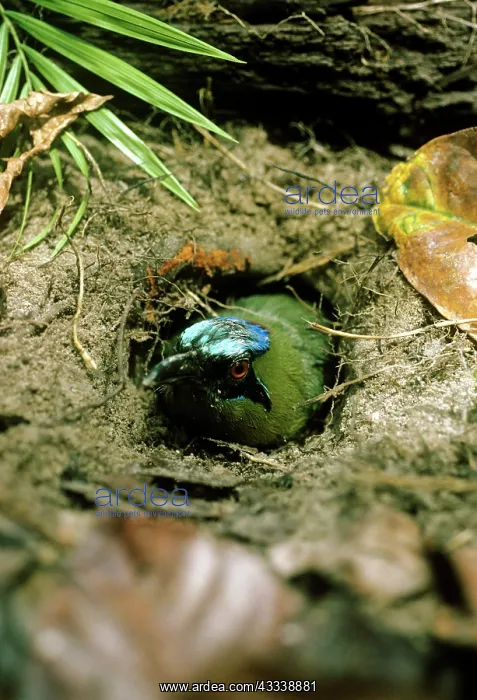 : Blue Crowned Motmot - perched at entrance tunnel : Blue Crowned Motmot - perched at entrance tunnel