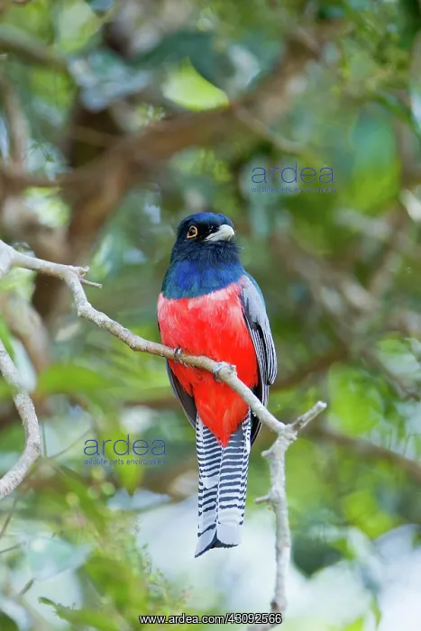: Blue-crowned Trogon : Blue-crowned Trogon