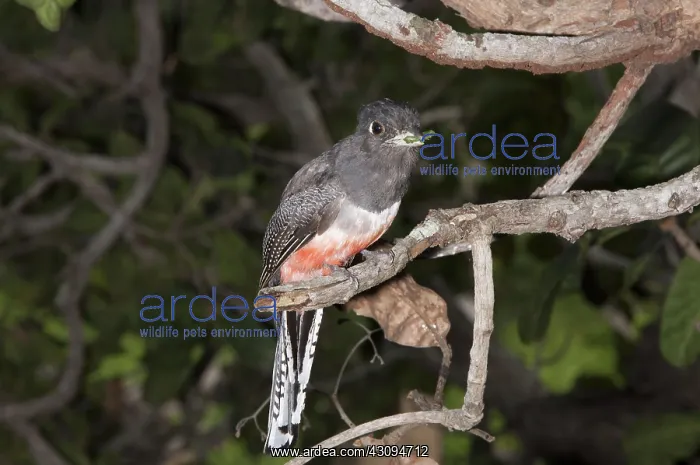 : Blue-crowned Trogon : Blue-crowned Trogon