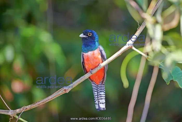 : Blue-crowned Trogon Pantanal area Mato Grosso Brazil : Blue-crowned Trogon Pantanal area Mato Grosso Brazil