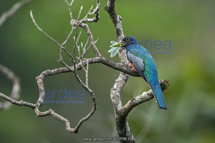 : Blue-crowned Trogon (Trogon curucui) male, eating : Blue-crowned Trogon (Trogon curucui) male, eating