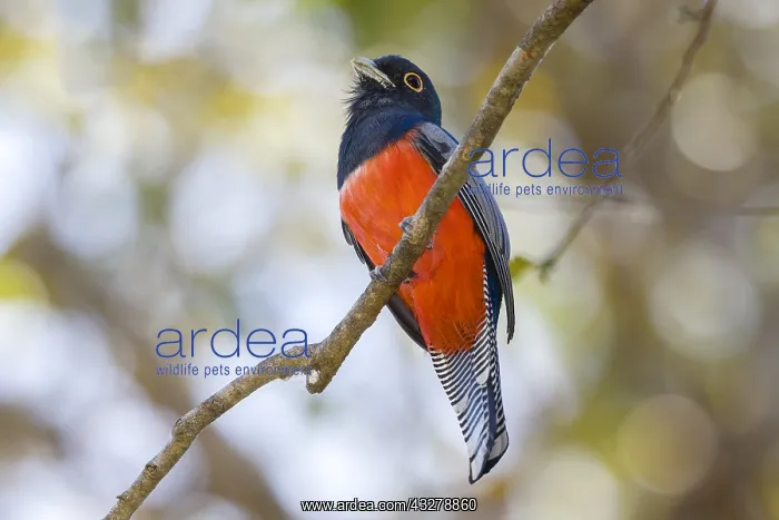: Blue-crowned Trogon (Trogon curucui) male perch : Blue-crowned Trogon (Trogon curucui) male perch