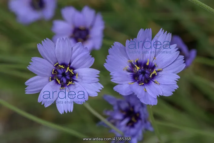 : Blue Cupidone, Catananche caerulea, in flower; w : Blue Cupidone, Catananche caerulea, in flower; w