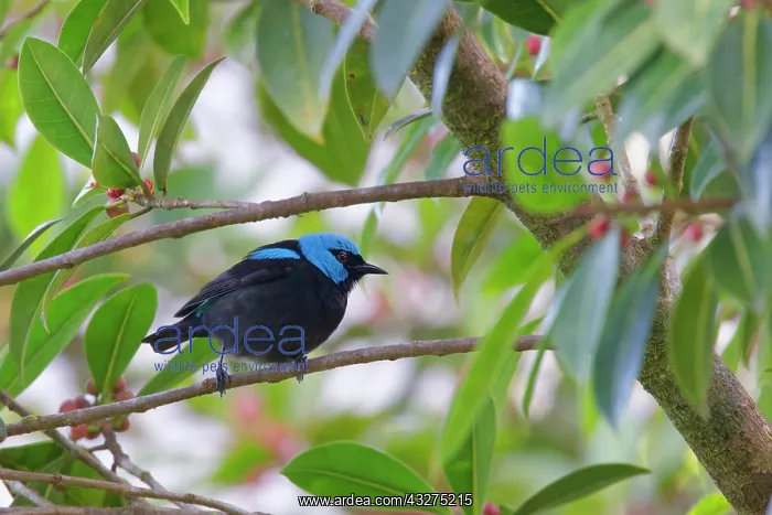 : Blue Dachnis Dacnis cayana La Fortuna, Costa Rica BI033129 : Blue Dachnis Dacnis cayana La Fortuna, Costa Rica BI033129