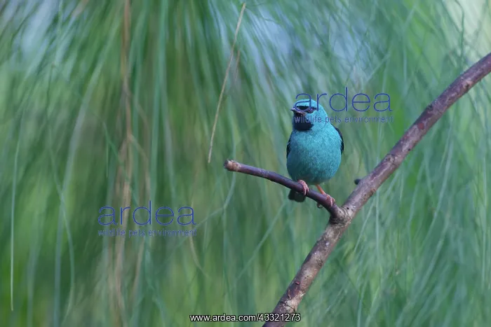 : Blue Dacnis : Blue Dacnis
