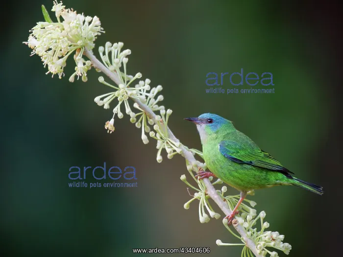  : Blue Dacnis female Dacnis cayana Atlantic Forest