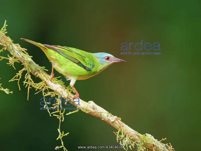 : Blue Dacnis female Dacnis cayana Atlantic Forest : Blue Dacnis female Dacnis cayana Atlantic Forest