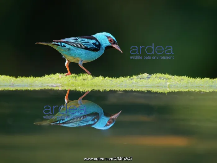 : Blue Dacnis male Dacnis cayana Atlantic Forest : Blue Dacnis male Dacnis cayana Atlantic Forest