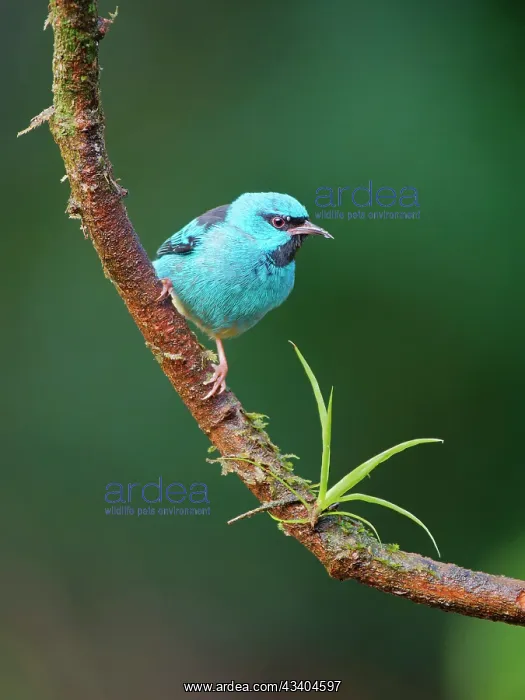 : Blue Dacnis male Dacnis cayana Atlantic Forest : Blue Dacnis male Dacnis cayana Atlantic Forest