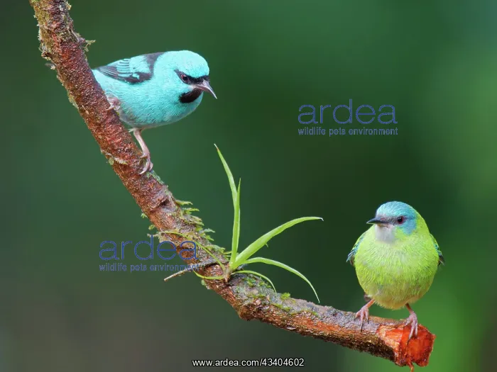 : Blue Dacnis pair Dacnis cayana Atlantic Forest : Blue Dacnis pair Dacnis cayana Atlantic Forest