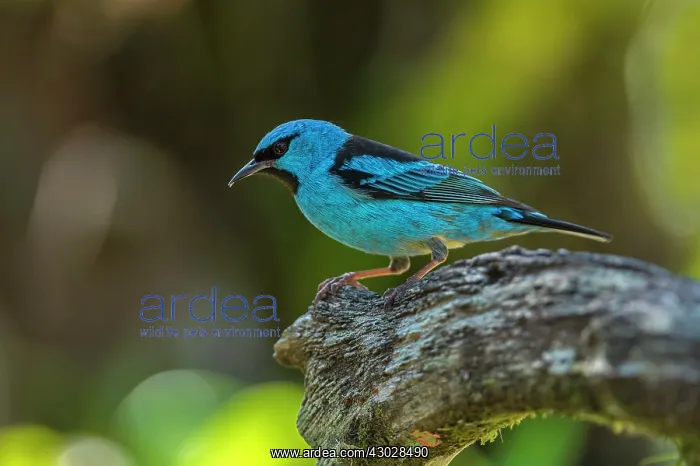 : Blue Dacnis / Turquoise Honeycreeper, Atlantic Forest : Blue Dacnis / Turquoise Honeycreeper, Atlantic Forest