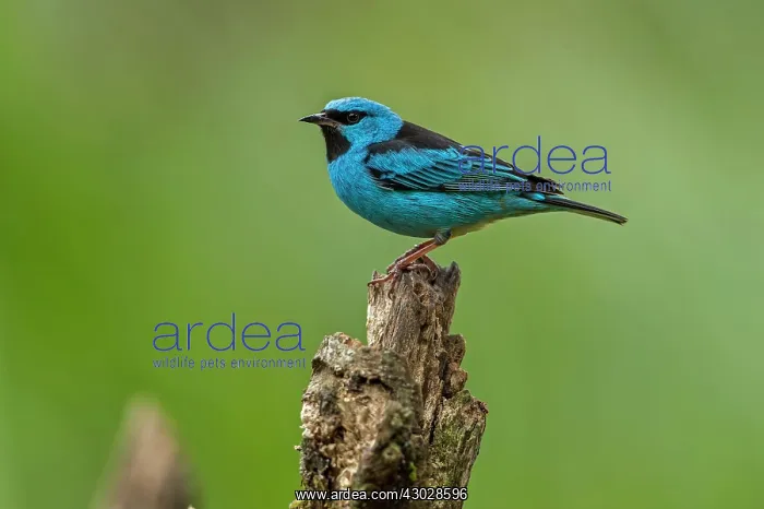 : Blue Dacnis / Turquoise Honeycreeper, Atlantic Forest : Blue Dacnis / Turquoise Honeycreeper, Atlantic Forest